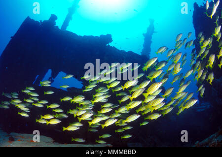 De l'école blue striped snappers, Lutjanus kasmira, dans l'épave de Mahi à la côte ouest d'Oahu, Hawaii, USA Banque D'Images