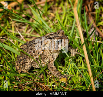 Crapaud d'Amérique dans l'herbe. Crapaud commun trouvé dans l'Amérique. Banque D'Images