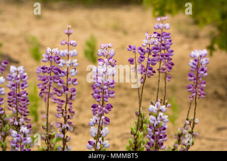 Un champ de lupin bleu sauvage dans une nature préservée dans l'Ohio. Le sol sableux qu'elles prospèrent dans l'on voit dans l'arrière-plan. Banque D'Images