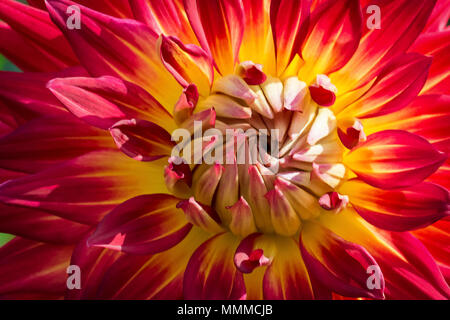 La photo en gros plan d'une fleur Dahlia colorés en pleine floraison. Banque D'Images