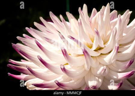 La photo en gros plan d'une fleur Dahlia colorés en pleine floraison. Banque D'Images