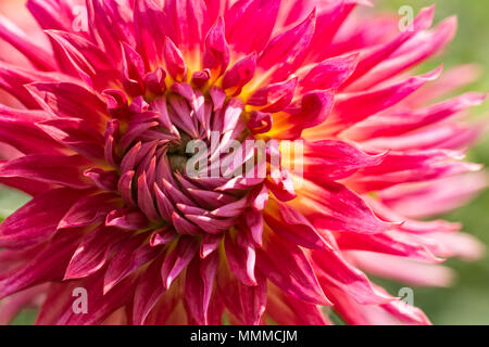 La photo en gros plan d'une fleur Dahlia colorés en pleine floraison. Banque D'Images