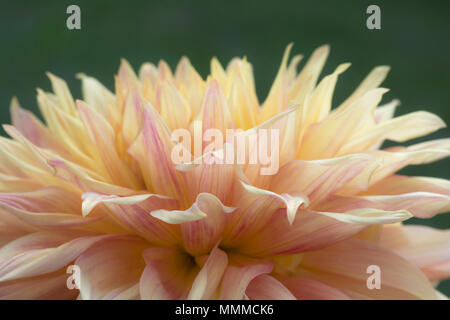 La photo en gros plan d'une fleur Dahlia colorés en pleine floraison. Banque D'Images