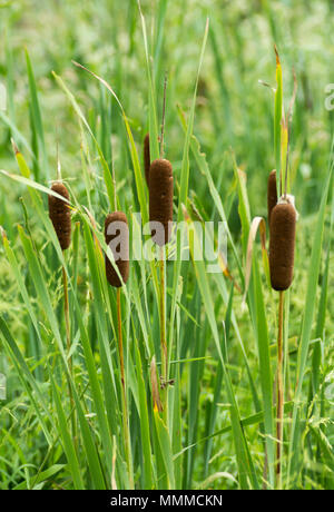 Les quenouilles sont les plantes des milieux humides avec un pic de floraison unique, une lame-comme des feuilles qui atteignent des hauteurs de 3 à 10 pieds. Banque D'Images