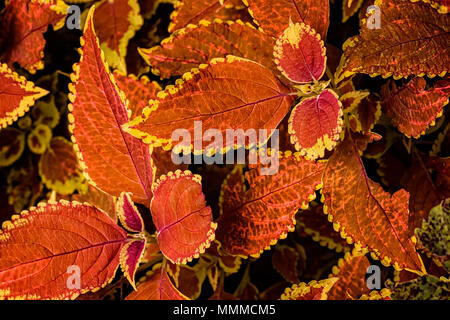 Examiner de près les feuilles d'une plante Coleus colorés. Cette variété a des feuilles jaunes pour la plupart redish avec bords. Banque D'Images