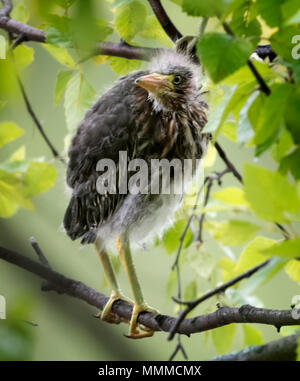 Photo de Héron vert bébé perché sur la branche d'un arbre près de son nid. Banque D'Images