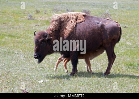 Buffalo Bisons mère vache veau avec bébé dans la vallée Lamar Parc National de Yellowstone dans le Wyoming USA Banque D'Images