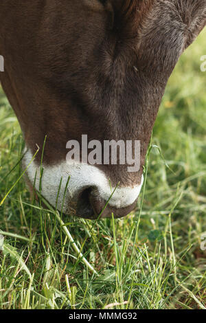 Close up de pâturage des vaches à Meadow Banque D'Images