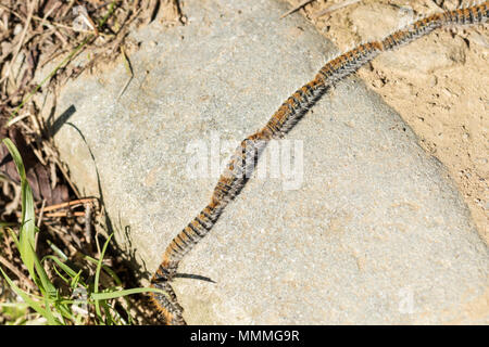 Une ligne de Procession Moth Pin marche sur stone Banque D'Images