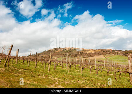 Beau paysage toscan, vue sur les vignes près de Montepulciano Banque D'Images