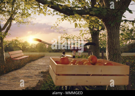 Le rendu 3D de vélo noir avec des caisses en bois plein de pommes à arbre dans l'herbe de prairie paysage dans la lumière du soleil du soir Banque D'Images