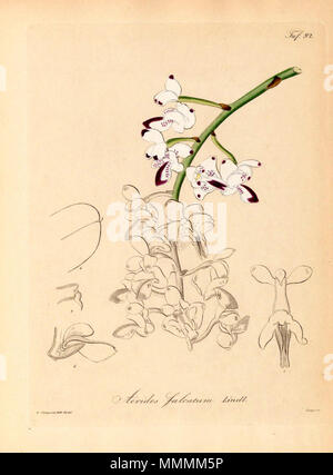 . Illustration de Aerides falcata (comme Aerides falcatum) . 1858. Heinrich Gustav Reichenbach (1824-1889) Noms alternatifs Rchb.f. German-Saxon pteridologist Description, botaniste, ornithologue et enseignant à l'université Date de naissance/Décès 3 Janvier 1824 6 mai 1889 Lieu de naissance/décès Dresde Hambourg Leipzig Lieu de travail contrôle d'autorité : Q62820 : VIAF ?77066171 ISNI : ?0000 0000 8396 1069 RCAC : ?n79125882 NLA : ?Botaniste 35749194 : ?Rchb.f. Aerides WorldCat falcata (comme Aerides falcatum)-Xenia 1-92 (1858) Banque D'Images