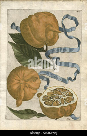 . Aurantium corniculatum. Illustration (gravure coloriée à la plaque de cuivre) de : Giovanni Baptista (ou Barttista) Ferrari 'Hespérides, 1646 ed. 1646 .. gravé par Cornelis Bloemaert, ca. 163064 Aurantium corniculatum Banque D'Images