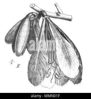 . Illustration de livre 68 Baikiaea insignis Taub102b Banque D'Images