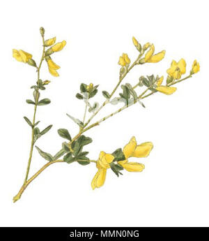 . Gravure couleur de Baptisia tinctoria indigo sauvage, une légumineuse. . 1822. gravure de George Cooke à partir de dessins de George Loddiges, William Loddiges et autres. 71 Baptisia tinctoria-Conrad-Loddiges--1822 nettoyer Banque D'Images