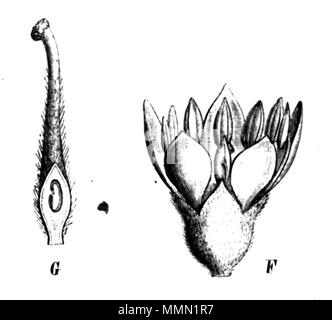 . Illustration de livre 76 maximilianii Bauhinia Taub86c Banque D'Images