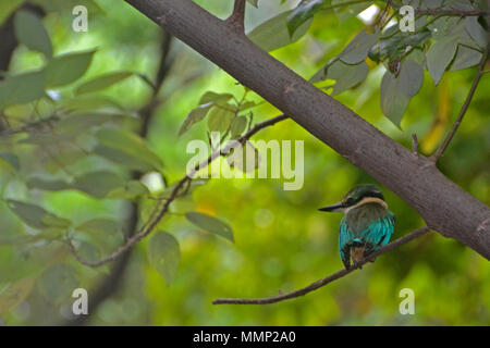 Kingfisher Todiramphus sanctus, sacré, l'île Heron, Grande Barrière de Corail, Queensland, Australie Banque D'Images