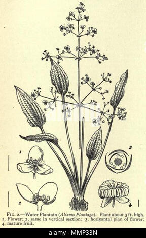. Anglais : Alisma plantago. Illustration à partir de 1911, l'Encyclopedia Britannica article Alismaceae. . 1911. Public domainPublic domainfalsefalse Cette image provient de la 12e édition de l'encyclopédie Britannica ou plus tôt. L'auteur de ce livre ont écoulé aux États-Unis parce que le livre a été publié pour la première fois aux États-Unis avec la publication survenus avant le 1er janvier 1923. En tant que telle, cette image est dans le domaine public aux États-Unis. 38 Alismaceae Banque D'Images