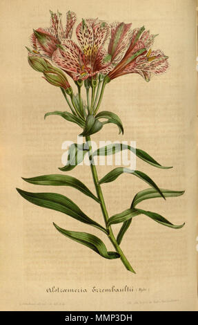 . Anglais : l'Alstroemeria × erembouldtii . 4 novembre 2014, 04:51:57. Lemaire 40 errembaulti Alstroemeria Lem., Fl. Serres Jard. Eur. 3. 262. 1847. Banque D'Images