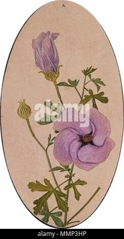 . Détail d'un Alyogyne huegelii illustration de l'intitulé : HIBISCUS hibiscus huegelii (mauve), Calothamnus quadrifides et décrit à un6134421&fullrecord comme 11 x 24 aquarelle ; 33,3 cm., avec plus de notes ci-dessous . 1925. E. E. Gostelow(Ebenezer Edward), 1867-1944. 40 Alyogyne détail (Gostelow) Banque D'Images