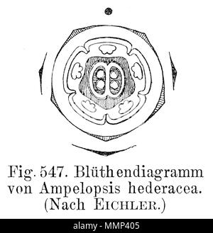 . Schéma d'une fleur d'Ampelopsis hederacea (Parthenocissus quinquefolia Vitaceae)  = 42 flowerdiagram Ampelopsis hederacea Banque D'Images
