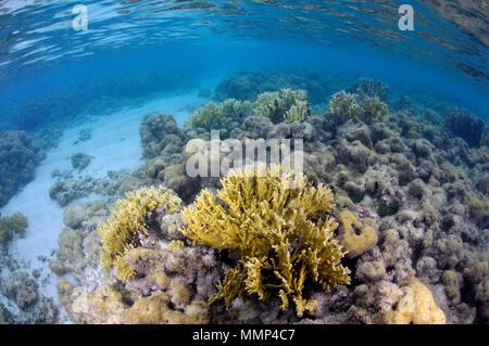 Fire coral, Millepora alcicornis, parmi les récifs coralliens morts au Maragogi Maragogi, piscines naturelles, Alagoas, Brésil Banque D'Images