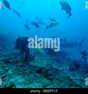 Diver part alimente un requin taureau, Carcharhinus leucas, lagon de Beqa, Viti Levu, Fidji Banque D'Images