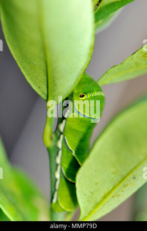 De Caterpillar jaune chinois, papillon du machaon Papilio xuthus, sur un tilleul, calamondin Citrofortunella microcarpa, Honolulu, Hawaii, USA Banque D'Images