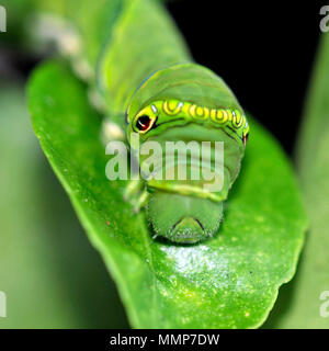 De Caterpillar jaune chinois, papillon du machaon Papilio xuthus, sur un tilleul, calamondin Citrofortunella microcarpa, Honolulu, Hawaii, USA Banque D'Images