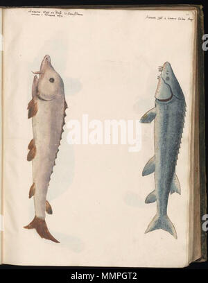 . Anglais : dimensions recueillies par Felix Platter, d'être utilisé dans Historiae animalium. Le premier volume contient des dessins de poissons, mollusques, crabes et autres créatures de la mer. Les dessins ont été réalisés par plusieurs artistes, pour la plupart anonymes. Nederlands : Tekeningen verzameld Felix porte Plateau, voor gebruik in de encyclopedie Historiae animalium (1551-1558). Het eerste volume bevat visuels van vissen, krabben, kreeften schelpdieren zeewezens en andere,.. De tekeningen werden gemaakt door diverses kunstenaars, veelal anoniem. . Entre 1546 et 1558. Pas de dessins d'animaux recueillis par fe Banque D'Images