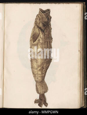 . Anglais : dimensions recueillies par Felix Platter, d'être utilisé dans Historiae animalium. Le premier volume contient des dessins de poissons, mollusques, crabes et autres créatures de la mer. Les dessins ont été réalisés par plusieurs artistes, pour la plupart anonymes. Nederlands : Tekeningen verzameld Felix porte Plateau, voor gebruik in de encyclopedie Historiae animalium (1551-1558). Het eerste volume bevat visuels van vissen, krabben, kreeften schelpdieren zeewezens en andere,.. De tekeningen werden gemaakt door diverses kunstenaars, veelal anoniem. . Entre 1546 et 1558. Pas de dessins d'animaux recueillis par fe Banque D'Images