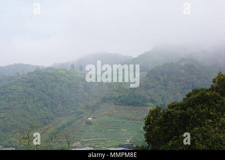 Il n'y je vois les fermes de fraises sur les montagnes Banque D'Images