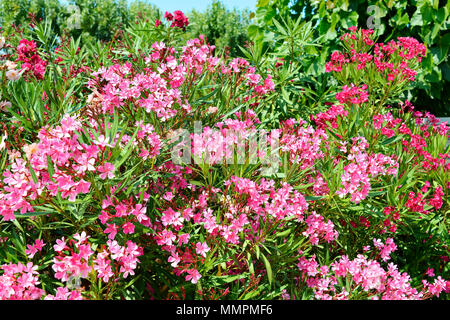 Fleurs de laurier-rose rouge (Nerium oleander) Banque D'Images