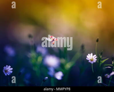 Avec un peu de fond naturel coccinelle survolant un pré vert avec des fleurs blanches à la lumière du soleil sur une journée d'été Banque D'Images