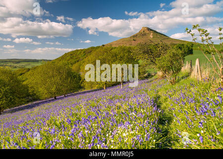 Jacinthes en fleurs sur la colline près de Roseberry Topping Banque D'Images