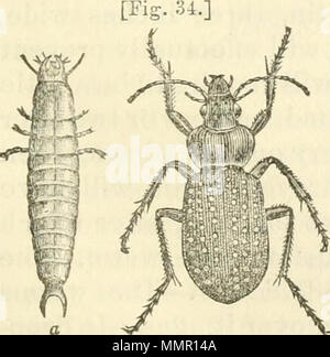 "Premier[-neuvième] Rapport annuel sur les nuisibles, et d'autres insectes bénéfiques, de l'état du Missouri, à l'état d'administration de l'agriculture, conformément à un crédit prévu à cet effet par l'Assemblée législative de l'état" (1869) Banque D'Images