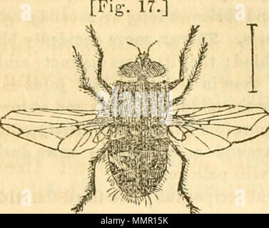 "Premier[-neuvième] Rapport annuel sur les nuisibles, et d'autres insectes bénéfiques, de l'état du Missouri, à l'état d'administration de l'agriculture, conformément à un crédit prévu à cet effet par l'Assemblée législative de l'état" (1869) Banque D'Images