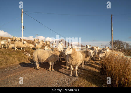 Un troupeau de moutons bloque la route à voie unique ce qui porte mon voyage à un stanstill à Polglass à la sortie de Achiltibuie vers Badenscallie, haut Banque D'Images