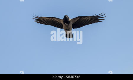 Hooded Crow volant dans le ciel. Ailes-de-Corbeau. Banque D'Images