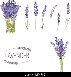 Ensemble d'éléments des fleurs de lavande. Collection de fleurs de lavande sur un fond blanc. Illustration de Vecteur
