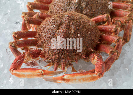 Araignées de mer crus frais conservés sur glace close up Banque D'Images