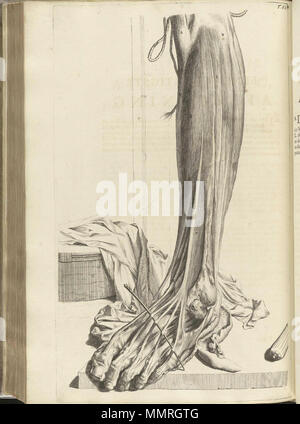 . Govard Bidloo, (1649-1713) : Ontleding des menschelyken lichaams Amsterdam, 1690. ( = édition en langue néerlandaise de l'Anatomia humani corporis, 1685) . Gerard De Lairesse (dessins), Abraham Blooteling, Pieter Stevens van Gunst (graveurs) / analyse par la NLM Bidloo Ontleding 1690 81 Banque D'Images