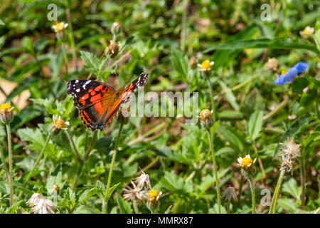 Asuncion, Paraguay. 12 mai, 2018. Une belle dame ou en bandes (Dame Vanessa myrinna) papillon se nourrit du nectar de tridax daisy ou coatbuttons (Tridax procumbens) blooming flower pendant un après-midi agréable et ensoleillé avec des températures élevées autour de 25°C à Asuncion, Paraguay. Credit : Andre M. Chang/ARDUOPRESS/Alamy Live News Banque D'Images