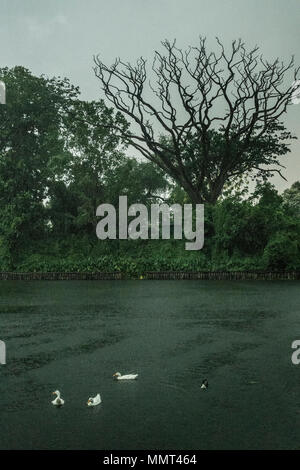 Kolkata. 13 mai, 2018. Les canards sont vus lors de fortes pluies dans la région de Kolkata, Inde le 13 mai 2018. Une pluie soudaine chaleur vient au secours de personnes frappées de Kolkata. Credit : Tumpa Mondal/Xinhua/Alamy Live News Banque D'Images