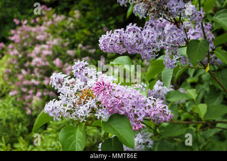 Violet - mauve sucré parfumé lilas commun (Syringa vulgaris) fleurs close up en pleine floraison floraison dans un jardin au printemps, Surrey, UK Banque D'Images