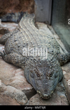 Crocodile des Philippines (Crocodylus mindorensis) au Zoo de Pittsburgh, Pittsburgh, Pennsylvanie, USA Banque D'Images