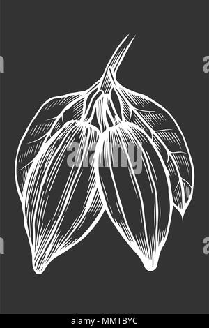 Illustration de cacao à la main, dans la région de old style gravure, encre, dessin au trait, vecteur. Isolated on black Illustration de Vecteur