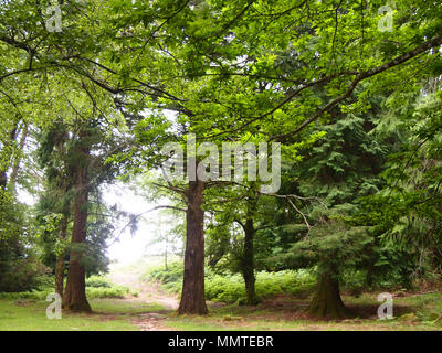 L'Albergaria da Mata, une forêt de chêne bien conservé dans le parc national de Peneda-Gerês, le nord du Portugal Banque D'Images