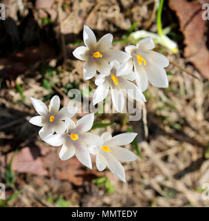 Fleurs blanches de crocus sur le montagne au printemps Banque D'Images