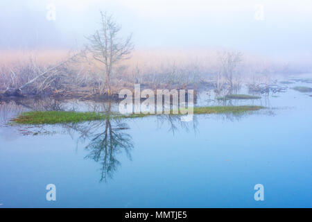 Un matin brumeux sur Sesuit Marsh. Un marais dans Dennis, Massachusetts à Cape Cod, USA Banque D'Images